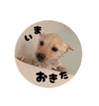 麗一（個別スタンプ：34）