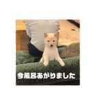 麗一（個別スタンプ：36）