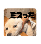 麗一（個別スタンプ：37）
