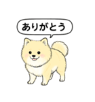 ポメラニアン(クリームバージョン)（個別スタンプ：1）