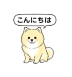 ポメラニアン(クリームバージョン)（個別スタンプ：2）