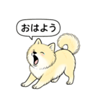 ポメラニアン(クリームバージョン)（個別スタンプ：3）