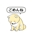 ポメラニアン(クリームバージョン)（個別スタンプ：4）