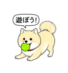 ポメラニアン(クリームバージョン)（個別スタンプ：6）