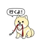ポメラニアン(クリームバージョン)（個別スタンプ：8）