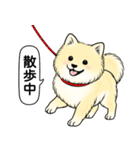 ポメラニアン(クリームバージョン)（個別スタンプ：9）