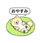 ポメラニアン(クリームバージョン)（個別スタンプ：11）