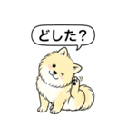 ポメラニアン(クリームバージョン)（個別スタンプ：12）