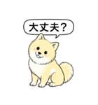 ポメラニアン(クリームバージョン)（個別スタンプ：13）