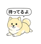 ポメラニアン(クリームバージョン)（個別スタンプ：14）
