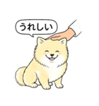 ポメラニアン(クリームバージョン)（個別スタンプ：15）