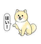 ポメラニアン(クリームバージョン)（個別スタンプ：16）
