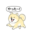 ポメラニアン(クリームバージョン)（個別スタンプ：18）