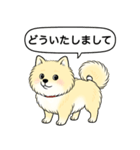 ポメラニアン(クリームバージョン)（個別スタンプ：19）