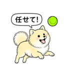 ポメラニアン(クリームバージョン)（個別スタンプ：20）