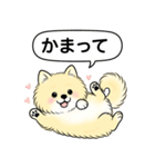 ポメラニアン(クリームバージョン)（個別スタンプ：22）