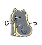 ポメラニアン(クリームバージョン)（個別スタンプ：24）