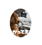 トイプードルのゆるゆる（個別スタンプ：1）