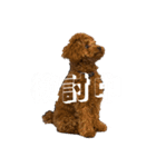 トイプードルのゆるゆる（個別スタンプ：2）