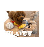トイプードルのゆるゆる（個別スタンプ：3）