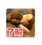 トイプードルのゆるゆる（個別スタンプ：11）