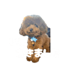 トイプードルのゆるゆる（個別スタンプ：20）