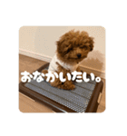 トイプードルのゆるゆる（個別スタンプ：21）