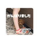 トイプードルのゆるゆる（個別スタンプ：22）