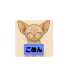 子猫のスフィンクス（個別スタンプ：5）