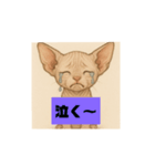 子猫のスフィンクス（個別スタンプ：6）