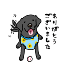 黒ラブラドールレトリーバー・丁寧語（個別スタンプ：7）