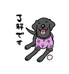 黒ラブラドールレトリーバー・丁寧語（個別スタンプ：10）