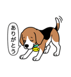ビーグルの「ふうま」（個別スタンプ：1）