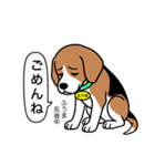 ビーグルの「ふうま」（個別スタンプ：2）