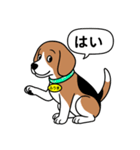 ビーグルの「ふうま」（個別スタンプ：6）
