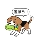 ビーグルの「ふうま」（個別スタンプ：8）