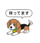 ビーグルの「ふうま」（個別スタンプ：9）