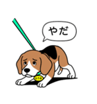 ビーグルの「ふうま」（個別スタンプ：13）