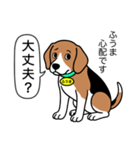 ビーグルの「ふうま」（個別スタンプ：16）