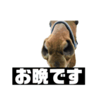 適度に挨拶します（個別スタンプ：5）