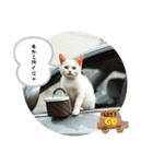 猫の色々な日常、沢山遊ぼ（個別スタンプ：7）