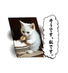 猫の色々な日常、沢山遊ぼ（個別スタンプ：9）