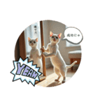 猫の色々な日常、沢山遊ぼ（個別スタンプ：10）