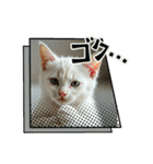 猫の色々な日常、沢山遊ぼ（個別スタンプ：12）