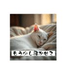 猫の色々な日常、沢山遊ぼ（個別スタンプ：19）