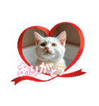 猫の色々な日常、沢山遊ぼ（個別スタンプ：27）