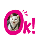 猫の色々な日常、沢山遊ぼ（個別スタンプ：28）
