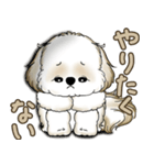 シーズー犬 2025 「やるかやらないか」（個別スタンプ：12）