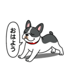 フレンチブルドッグ(ブラックパイド)（個別スタンプ：1）