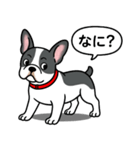 フレンチブルドッグ(ブラックパイド)（個別スタンプ：14）